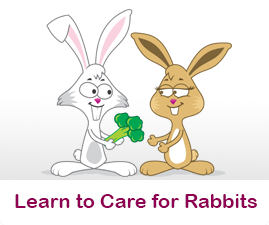 Learn to care for rabbits