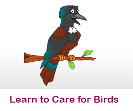 How to care for wild birds