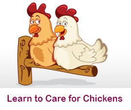 How to care for Chickens