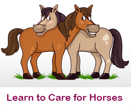 How to care for Horses
