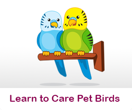Learn to care for Pet Birds